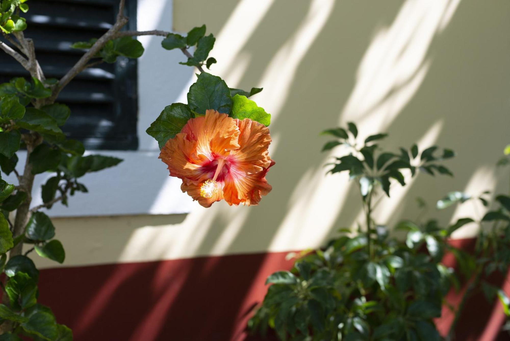 Quinta Das Hortensias Arco de São Jorge Kültér fotó
