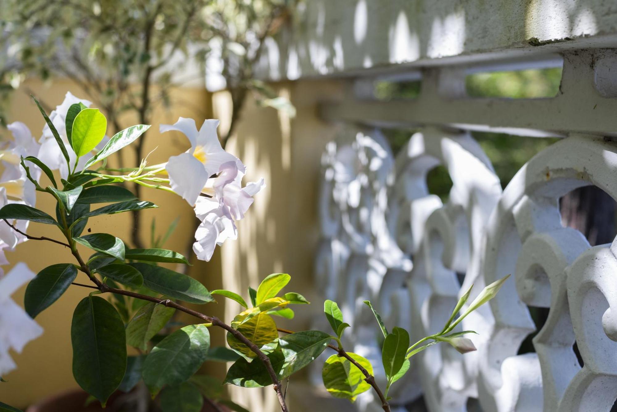 Quinta Das Hortensias Arco de São Jorge Kültér fotó